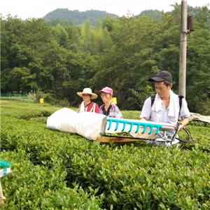 恨水茶業公司有機茶苗基地